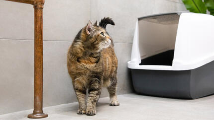 Vers intestinaux chez le chat : symptômes et traitement vermifuge