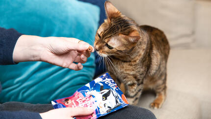 Snacks et friandises pour votre chat