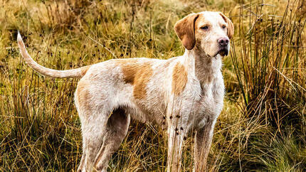 Le chien est debout sur le terrain et regarde vers l'avant