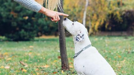 Dressage canin