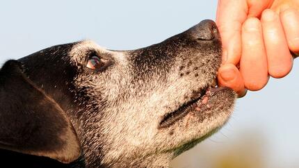 La démence chez les chiens