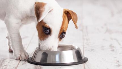 Chiens de petite taille : races, caractéristiques, nourriture