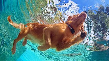 Les vacances avec un chien