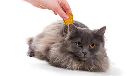 Les puces chez le chat : symptômes et traitement