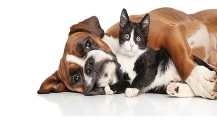 COHABITATION ENTRE CHAT ET CHIEN