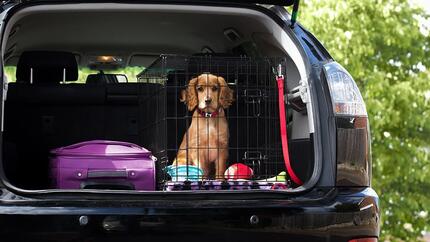 chiot à l'arrière de la voiture