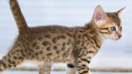 Mon chat ne mange plus : pourquoi ?