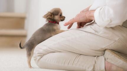 Prendre soin de son chiot - de la naissance au sevrage