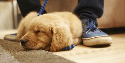 Le chiot dort sur le sol aux pieds de l’homme