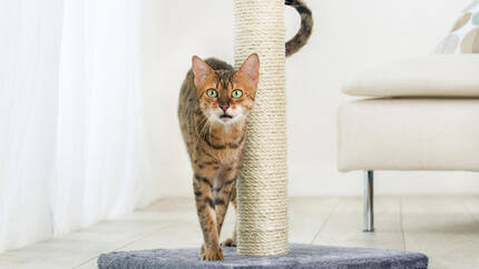 Éviter maladies et infections : bien nettoyer les oreilles du chat
