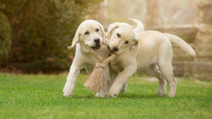 COMMENT BIEN DRESSER SON CHIOT