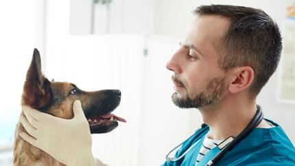 Eczéma chez le chien : comment le soigner ?