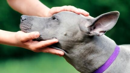 Un homme tient la tête d’un chien.