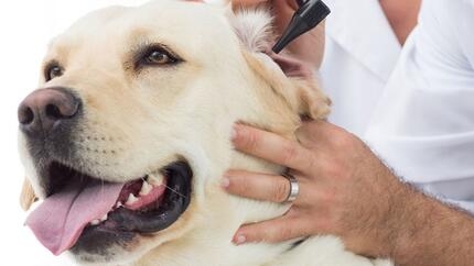 Le médecin examine l’oreille d’un gros chien