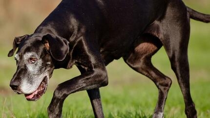 Grand chien noir se promène sur l’herbe