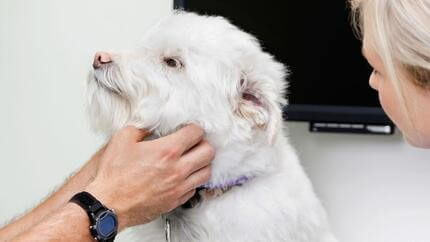 Le médecin examine le petit chien