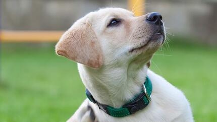 Gros chiens égratignures au terrain d’entraînement