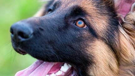 Chien de berger détourne le regard