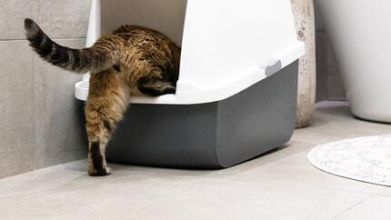 Le chat grimpe dans les toilettes jusqu’au plateau pour chat