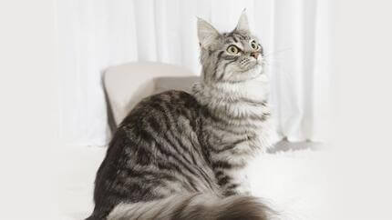 Le chat gris s’assoit et regarde la montagne