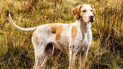 Chien de chasse sur le terrain