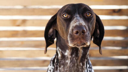 Un grand chien brun regardant la caméra