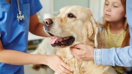 Golden retriever détenu par les propriétaires et le vétérinaire