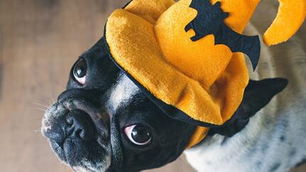 5 conseils pour les animaux de compagnie durant halloween