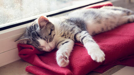 Chaton endormi sur une couverture rouge à côté de la fenêtre