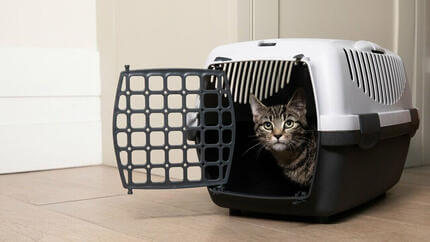 Chaton assis dans une cage pour chat