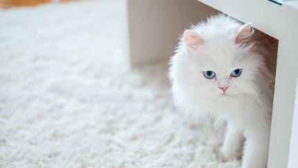 Chat blanc moelleux assis sous une table basse