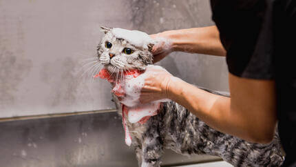 Pourquoi les chats détestent-ils l’eau ?