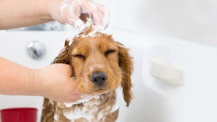 chien de bain