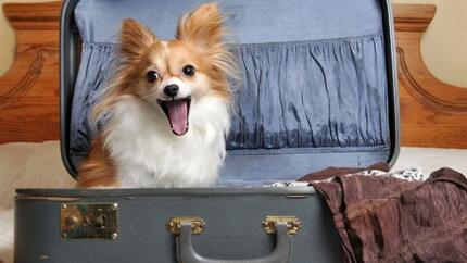 chien assis dans une valise