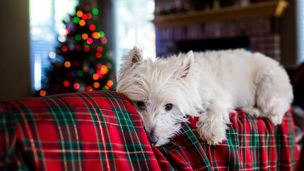 chien en sécurité à Noel