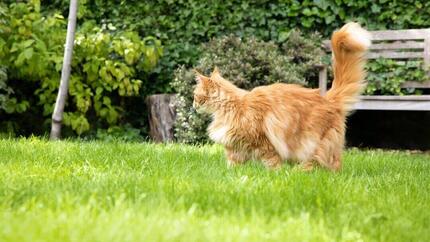 Chat roux moelleux dans le jardin.