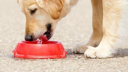 Maintenir l’hydratation de votre chien