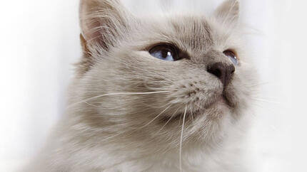 Alimentation mixte et hydratation du chat