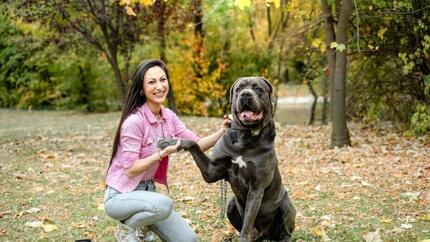 Cane Corso : tout savoir sur cette race de chien