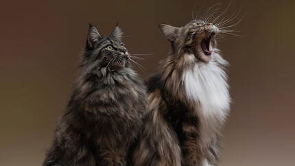 15 des plus belles races de chats à poils longs