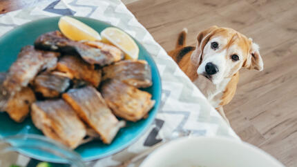 Les chiens peuvent-ils manger du maquereau ?