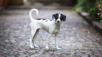 Les meilleurs noms de chiens français