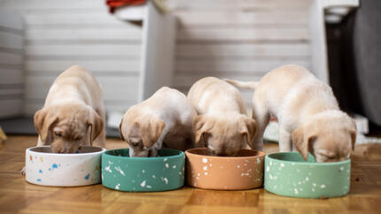 Quelle quantité de nourriture donner à un chiot ?