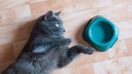 Comment rafraîchir un chat en été