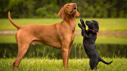 Présenter un chiot à un chien plus âgé