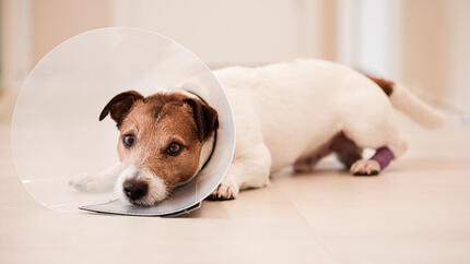 Voici comment empêcher votre chien de lécher sa plaie