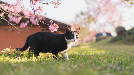 Top 90 des noms de chats japonais