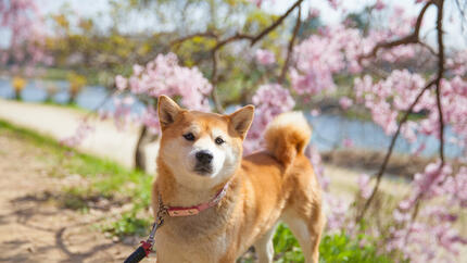 Top 90 des noms de chiens japonais