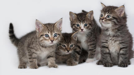 25 anecdotes sur les chatons