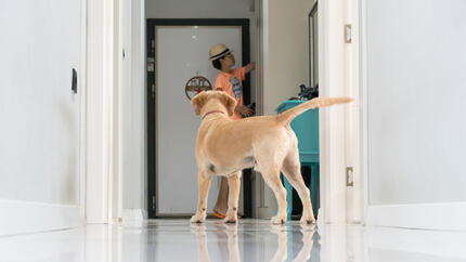 Pourquoi mon chien me suit-il partout ?